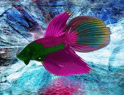 Betta Fish Photo Betta Fish Betta Fish Betta Fish Tank Betta