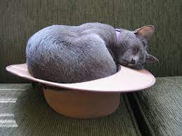 Cats In Hats Grey And White Cat Cat Hat Cat Sleep