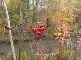Sie sind auf unsere website gekommen, die antworten auf das spiel codycross bietet. Rote Beeren An Kahlen Zweigen Meisengezwitscher Naturblog