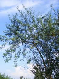 Image result for Sesbania quadrata