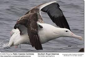 It is from the large seabird category of albatross family. Southern Royal Albatrosses Sea Birds Albatross Birds