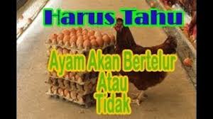 Keengganan untuk mengikuti perubahan tata laksana pemeliharaan yang seiring dengan. Penyebab Ayam Petelur Tidak Mau Bertelur Ketahuilah Youtube