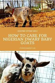 The Beginner Guide For Caring For Nigerian Dwarf Baby Goats