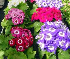 Image result for Cineraria