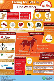 It S Almost Summer Take Care Of Your Pets In The Hot Summer Days Watch Out For Hot Asphalt Don T Leave Your Pet I Dog Care Tips Pet Care Tips Pet
