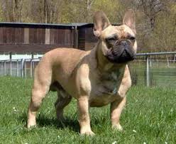 Weitere links und fragen zum thema Wie Findet Ihr Franzosische Bulldoggen Hund