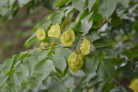 Image result for Pterocarpus indicus