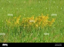 Image result for Rubiaceae