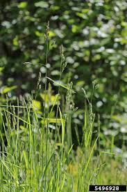 Image result for Bothriocline glomerata