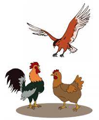 Kalimat efektif adalah sebuah kalimat yang dapat diterima maksud, arti, serta tujuannya seperti yang dimaksudkan oleh penulis/pembicara. Buatlah Kalimat Sederhana Memuat Kata Sapaan Ayam Jantan Ayam Betina Elang Engkau Kawan Sahabatku Halaman All Tribun Padang