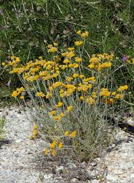 Image result for Helichrysum lastii