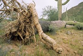 On one hand this is perfectly true, there is no other type of plant that is so well adapted despite their eventual size the majority of cacti have very little root volume compared to what you can see above soil level. Things To Know About The Saguaro Cactus
