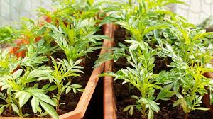 4 Home Vegetable Garden Ideas Types On A Budget