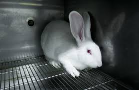 Consumers are becoming increasingly aware of the ethical issues of animal testing and demanding new kinds of products. Be Cruelty Free Campaign Humane Society International