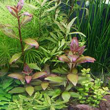 Image result for Floscopa glomerata