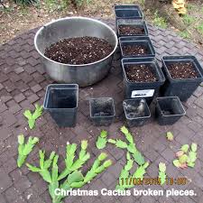 Growing christmas cactus (schlumbergera) from cuttings is easy. Expected And Unexpected Three Quarters Counting