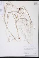 Image result for Sporobolus tenuissimus