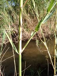 Image result for Phragmites mauritianus