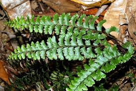 Image result for Lindsaeaceae