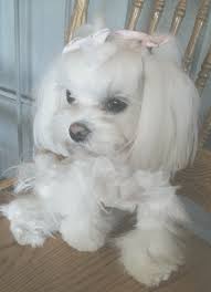 Beautiful Little Girl Maltese Maltese Dogs Maltese Puppy Maltese