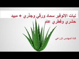 fertilizer from aloe vera aloe vera aloe garden tools