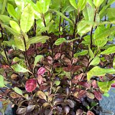 Maybe you would like to learn more about one of these? Pittosporum Tenuifolium Tom Thumb Big Plant Nursery