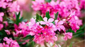Dazu gibt es hier einen erfahrungsbericht und viele pflegetipps für den oleander. Oleander Winterfest Machen Nur Kein Kalteschock Fur Den Sudlander