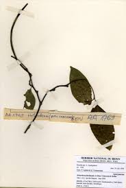 Image result for Holarrhena floribunda