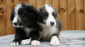 Bearded Collie Price Temperament Life Span