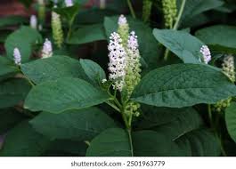 Image result for Phytolacca dodecandra