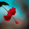 Find the perfect lily flower stock photos and editorial news pictures from getty images. 1