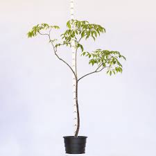 Image result for Cybistax antisyphilitica