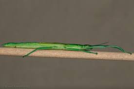 Image result for Mostuea batesii