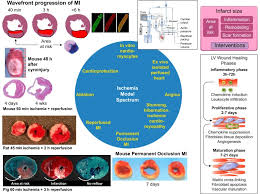 Guidelines For Experimental Models Of Myocardial Ischemia And Infarction Abstract Europe Pmc