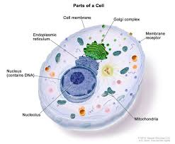Definition Of Golgi Complex Nci Dictionary Of Cancer Terms National Cancer Institute The complex was discovered by camillo golgi in 1898. definition of golgi complex nci