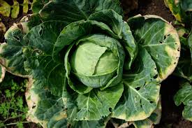 Steve bruce came in for criticism after newcastle united lost to sheffield united in midweek and now the manager has come out firing. Cabbage Gate Steve Bruce Didn T Deserve It 7500 To Holte