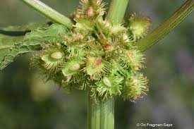 Image result for Rumex ruwenzoriensis