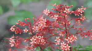 Sericea 'budd's yellow') jason veil sold me from secrest a few years ago and a tiny dwarf (3 to 4 feet at maturity), narrowly upright, dogwood with. Pagoda Plant Or Pagoda Flower Stock Footage Video 100 Royalty Free 12584996 Shutterstock
