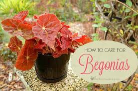 Begonia Plant Care How To Grow Care For Begonias Plants Plant Care Begonia