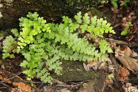 Image result for Asplenium aethiopicum