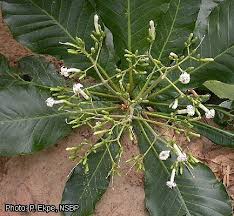 Image result for Anthocleista