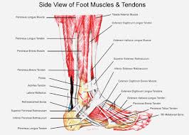 Muscle Anatomy Anatomy Of The Foot And Ankle Ligaments Basic Anatomy Of The Foot Anatomy Of The Foot Tendons And Li Ankle Anatomy Muscle Anatomy Foot Anatomy
