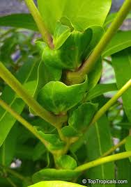 Image result for Lepisanthes