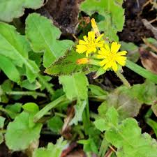 Image result for Youngia japonica