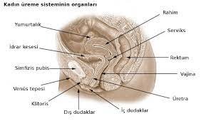 Qadın reproduktiv sistemləri — Vikipediya