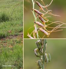 Image result for Dipcadi viride