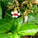 Image result for Strophanthus sarmentosus