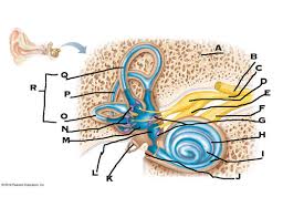 Ap Inner Ear Label Flashcards Quizlet Document includes id label/location info fcc lable 好. ap inner ear label flashcards quizlet
