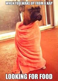 Dog Wrapped In Towel Funny Funny Meme Pictures Laugh Funny Pictures