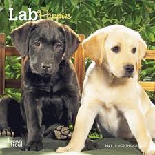 Lab Retriever Puppies Mini Wall Calendar In 2020 Lab Puppies Retriever Puppy Dog Photos